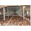 Modern steel structure chicken poultry hangar 100x12 or 100x14